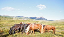 Iceland-Northern Tours-Arctic Coast Ride